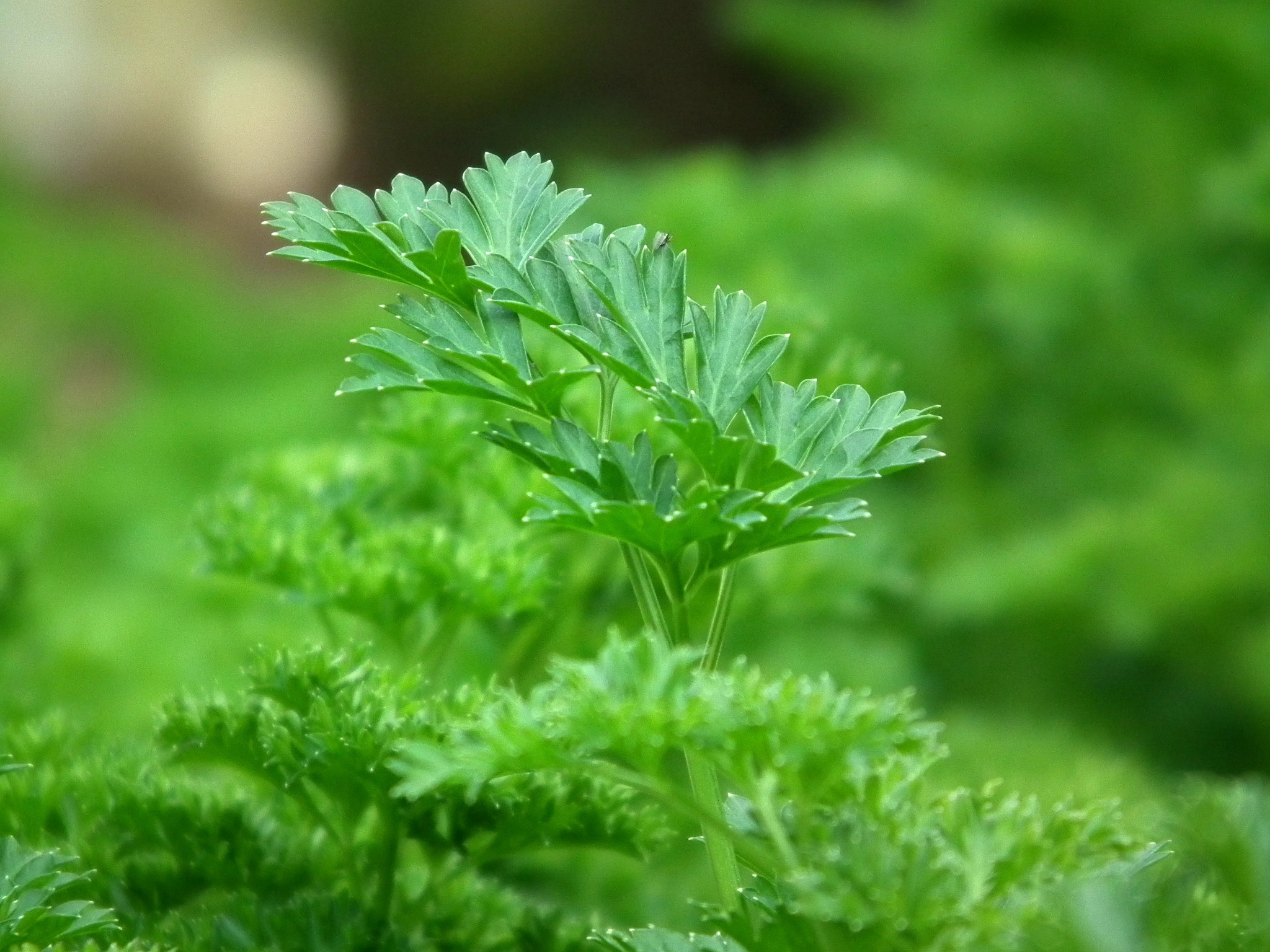 green-leaf-plants-60639