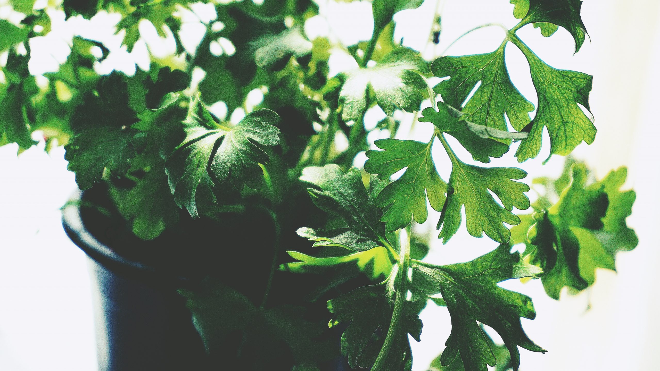 green-leafed-plant-1746410